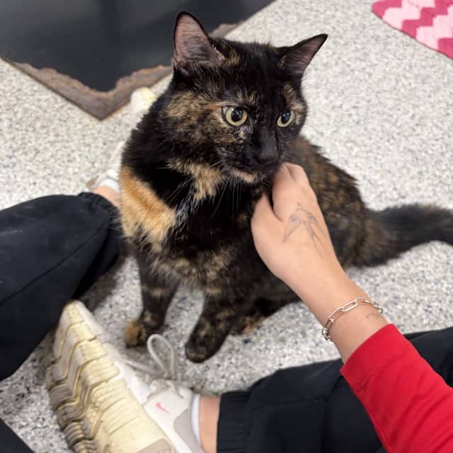 MINETTE - Domestic Shorthair cat available for adoption at Ottawa Humane Society in Ottawa