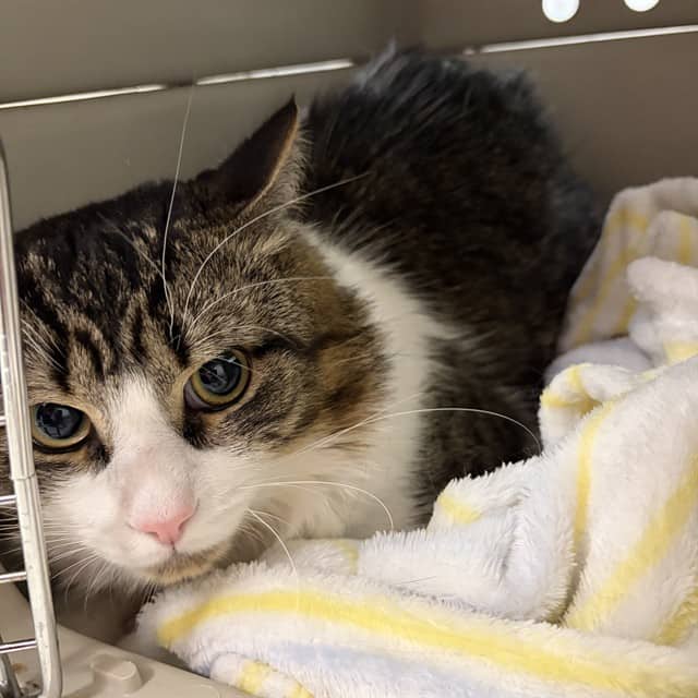JAX - Domestic Mediumhair available for adoption