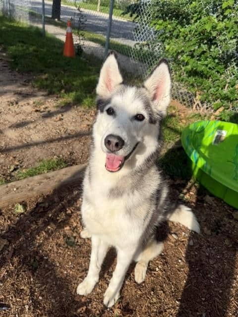 TESLA - Siberian Husky available for adoption in Ontario