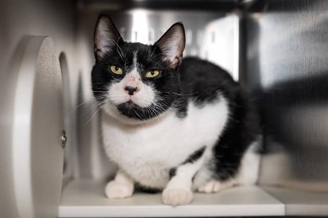MIKEY - Domestic Shorthair available for adoption