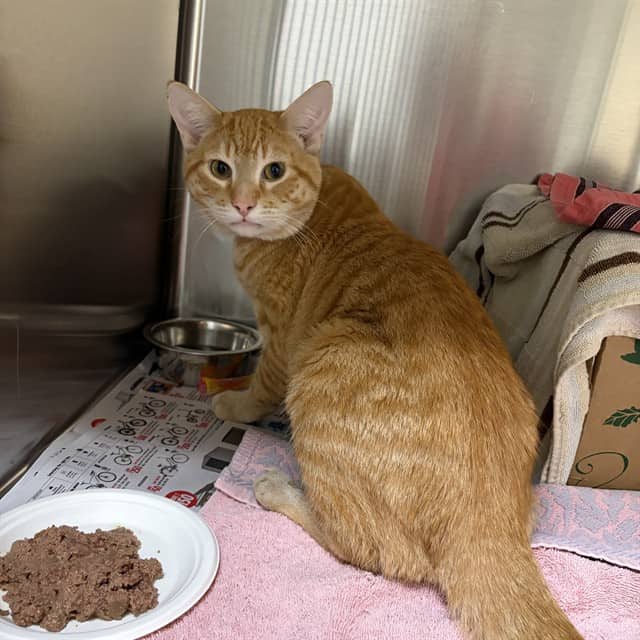KITTEN - Domestic Shorthair cat available for adoption at Ottawa Humane Society in Ottawa