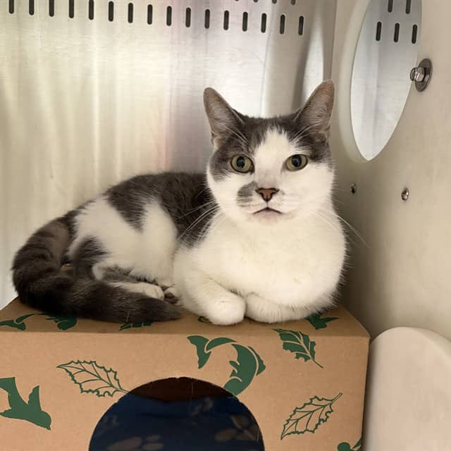 OTIS - Domestic Shorthair cat available for adoption at Ottawa Humane Society in Ottawa