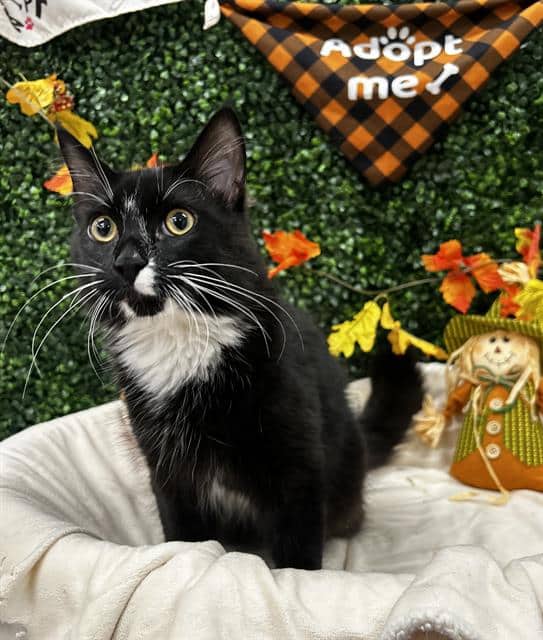 ROHAN - Domestic Mediumhair cat available for adoption at Saskatoon Animal Control Agency in Saskatoon