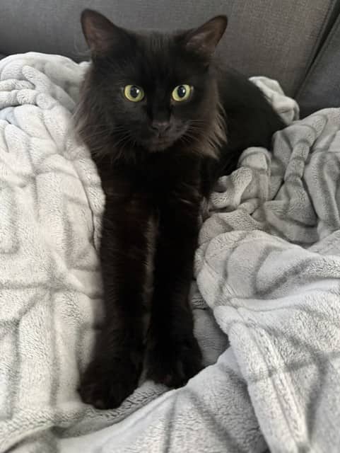SABRINA - Domestic Mediumhair cat available for adoption at Ottawa Humane Society in Ottawa