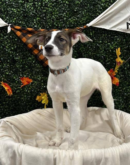PUMPKIN - German Shepherd Dog available for adoption in Saskatchewan