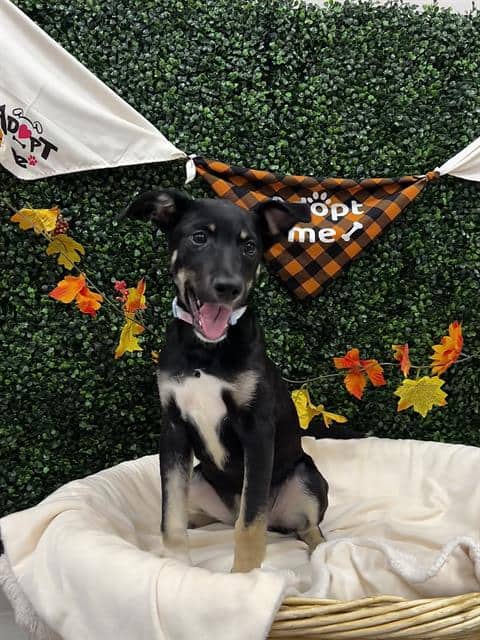 AUTUMN - German Shepherd Dog available for adoption in Saskatchewan
