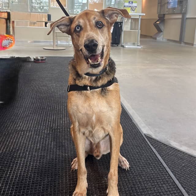 SCOOBY - German Shepherd Dog and Siberian Husky available for adoption at Ottawa Humane Society in Ottawa