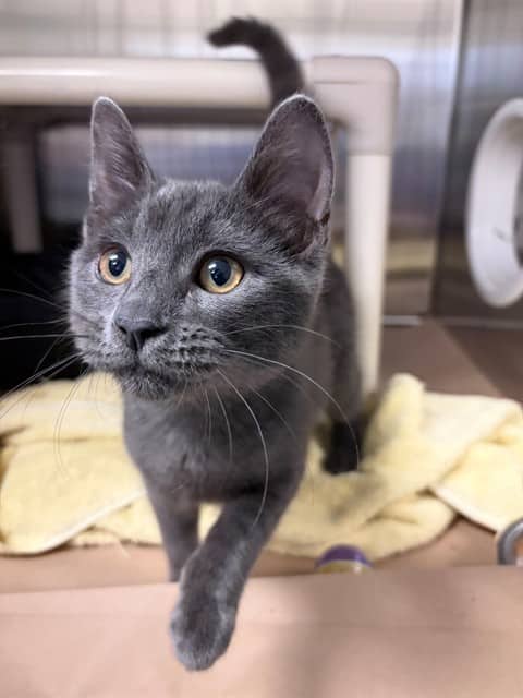 INDIRA - Domestic Shorthair available for adoption