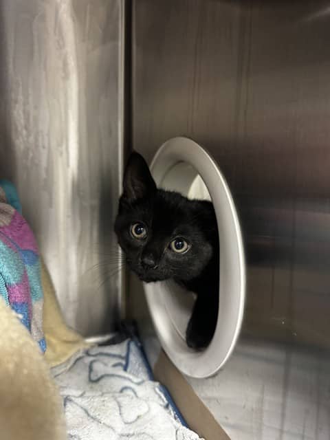 SAM - Domestic Shorthair cat available for adoption at City of Toronto Animal Services in Toronto