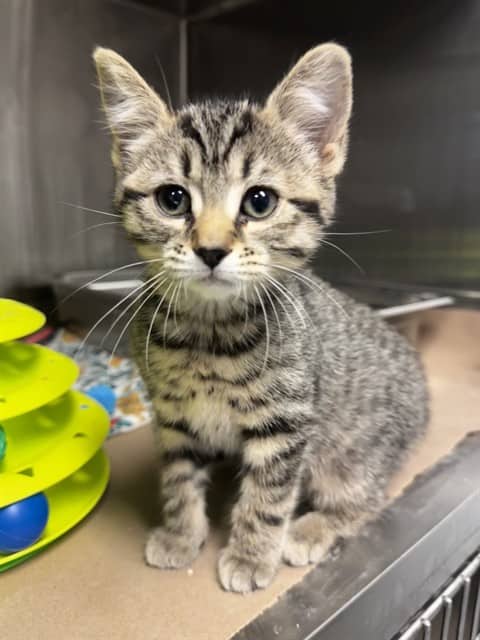 BYNX - Domestic Shorthair cat available for adoption at City of Toronto Animal Services in Toronto