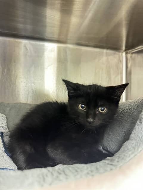 SALEM - Domestic Shorthair cat available for adoption at City of Toronto Animal Services in Toronto