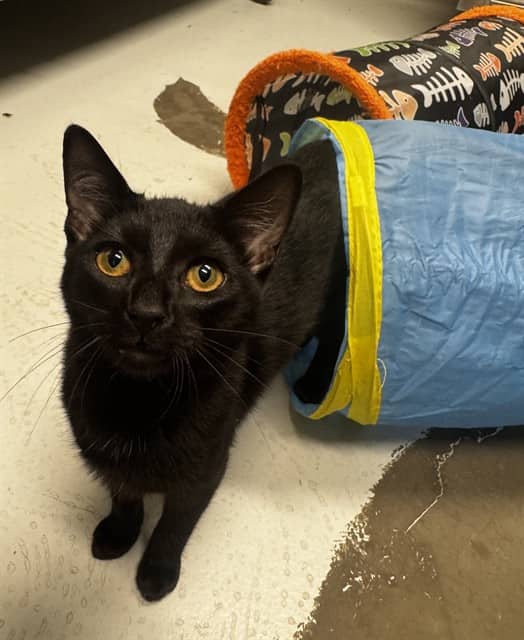 ADELLE - Domestic Shorthair cat available for adoption at City of Toronto Animal Services in Toronto