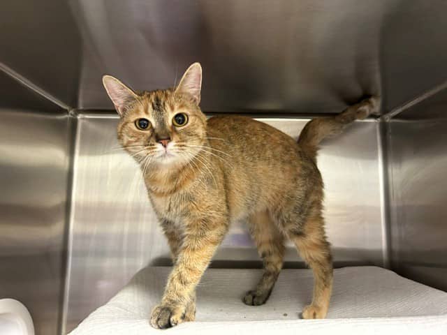 MARBLES - Domestic Shorthair cat available for adoption at City of Toronto Animal Services in Toronto