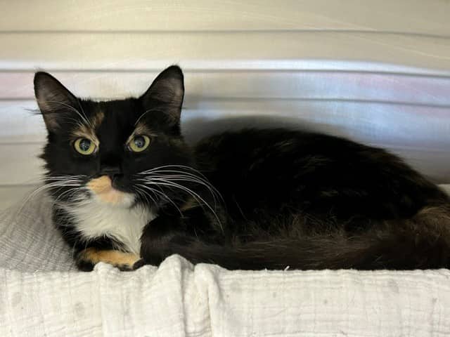 SPRUCE - Domestic Mediumhair cat available for adoption at City of Toronto Animal Services in Toronto