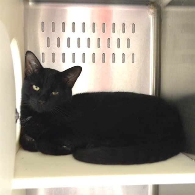 GEORGE - Domestic Shorthair cat available for adoption at Ottawa Humane Society in Ottawa