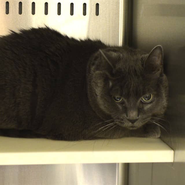 NOVA - Domestic Shorthair cat available for adoption at Ottawa Humane Society in Ottawa