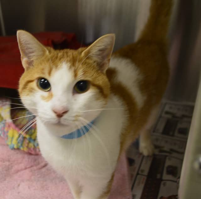 PERRY - Domestic Shorthair cat available for adoption at Ottawa Humane Society in Ottawa