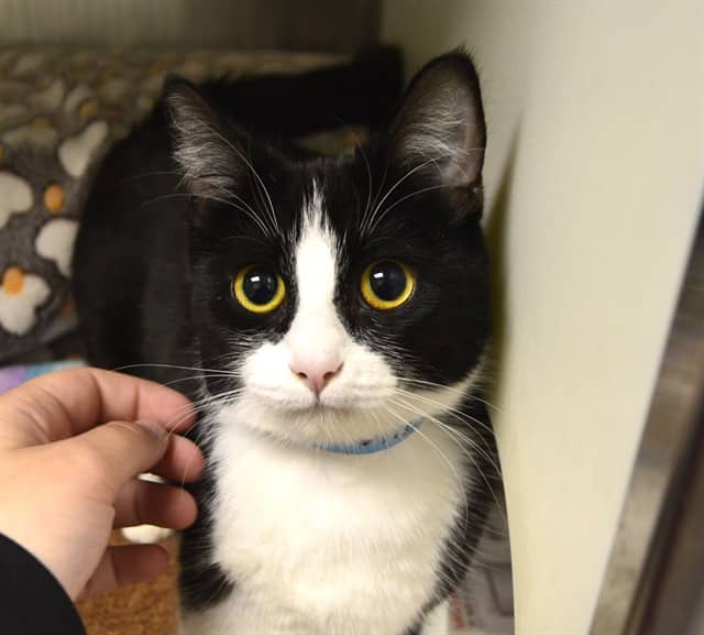 COCO - Domestic Shorthair cat available for adoption at Ottawa Humane Society in Ottawa