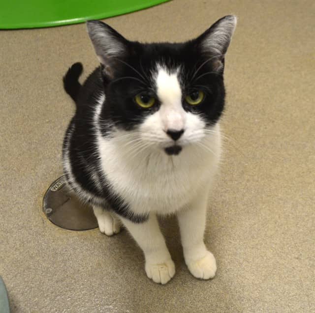 MIO - Domestic Shorthair cat available for adoption at Ottawa Humane Society in Ottawa