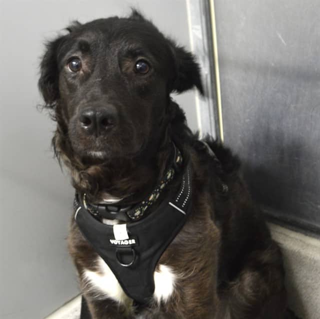 HARLEY - Border Collie and Retrver Labradr available for adoption at Ottawa Humane Society in Ottawa