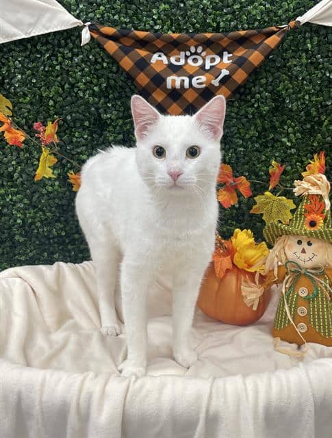 PROVOLONE - Domestic Shorthair cat available for adoption at Saskatoon Animal Control Agency in Saskatoon