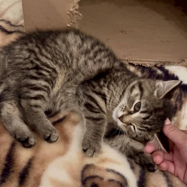 DAPHNE - Domestic Shorthair available for adoption