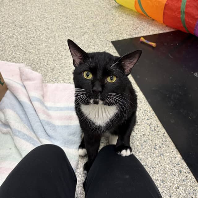 BARTHOLOMEW - Domestic Shorthair cat available for adoption at Ottawa Humane Society in Ottawa
