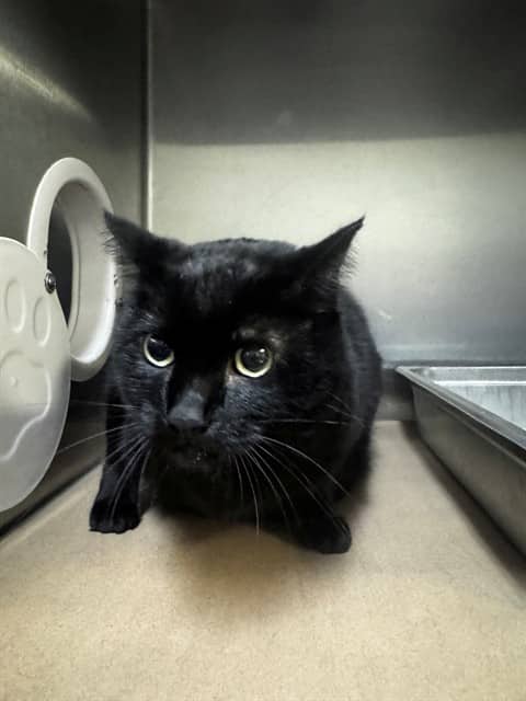 IVY - Domestic Shorthair cat available for adoption at City of Toronto Animal Services in Toronto