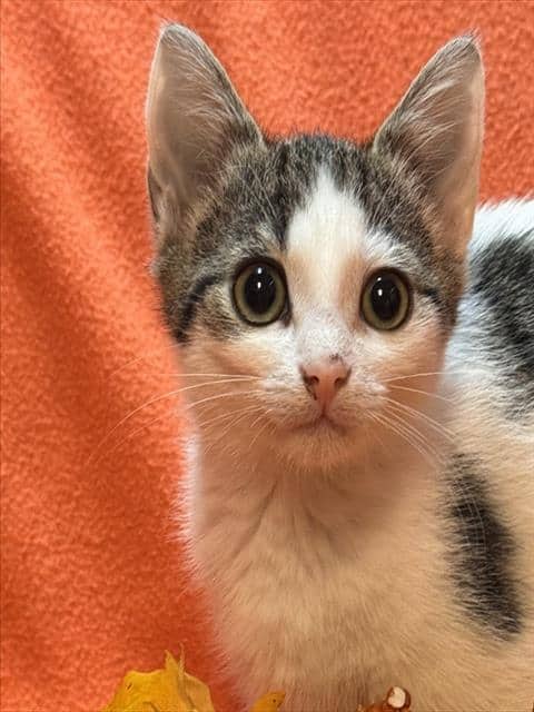 TURTLE - Domestic Shorthair available for adoption