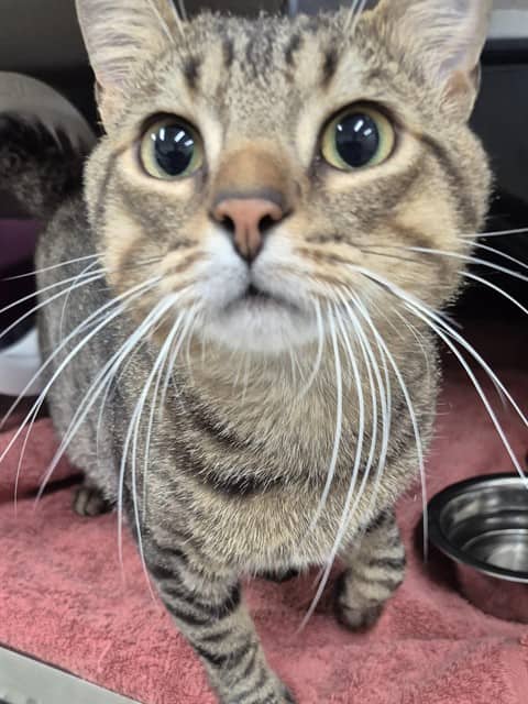 Throne - Domestic Shorthair cat available for adoption in Calgary