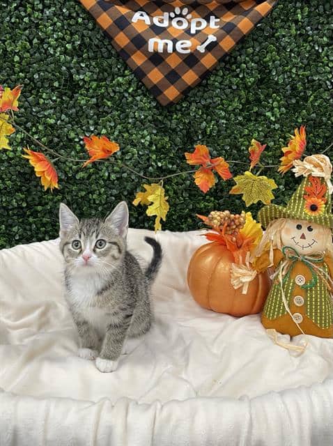 CAROLINA - Domestic Shorthair cat available for adoption at Saskatoon Animal Control Agency in Saskatoon
