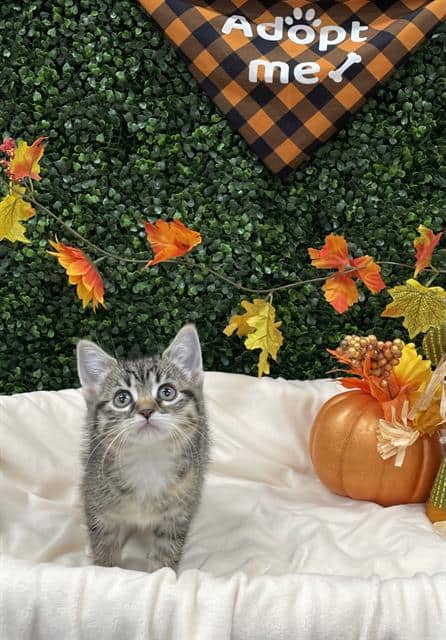ARIZONA - Domestic Shorthair cat available for adoption at Saskatoon Animal Control Agency in Saskatoon