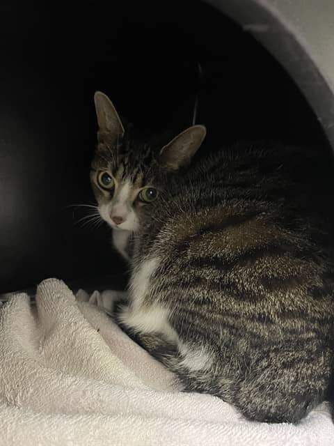 Sticky - Domestic Shorthair cat available for adoption in Calgary