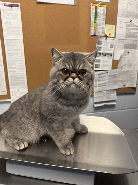 MOMO - Exotic Shorthair cat available for adoption at City of Toronto Animal Services in Toronto