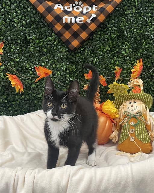 BASIL - Domestic Shorthair cat available for adoption at Saskatoon Animal Control Agency in Saskatoon