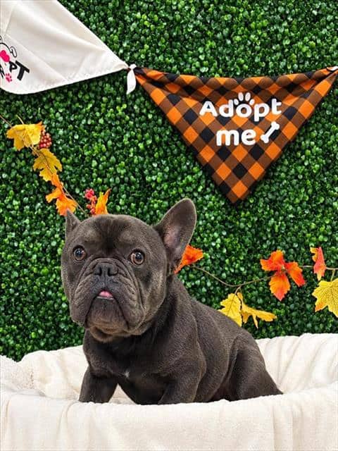 TIBOR - French Bulldog available for adoption at Saskatoon Animal Control Agency in Saskatoon