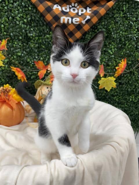 ATHENA - Domestic Shorthair cat available for adoption at Saskatoon Animal Control Agency in Saskatoon