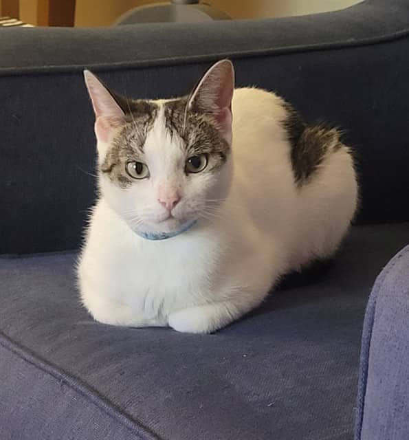 PEANUT - Domestic Shorthair cat available for adoption at Ottawa Humane Society in Ottawa