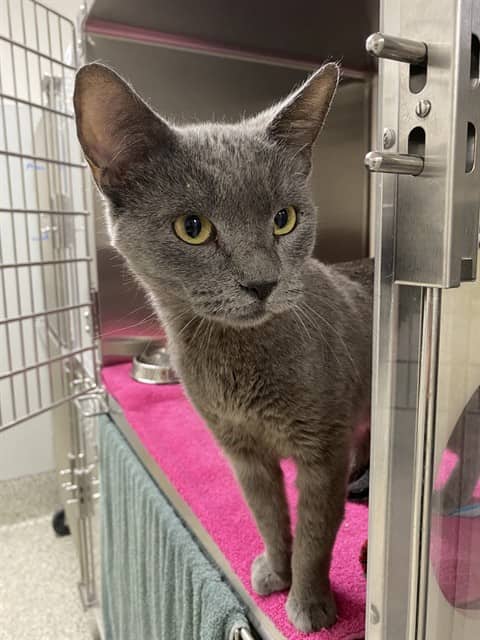 GRETEL - Domestic Shorthair cat available for adoption at Ottawa Humane Society in Ottawa