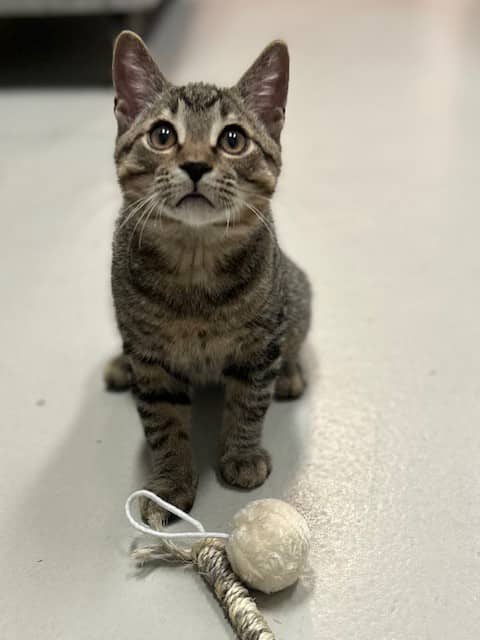 CYCLONE - Domestic Shorthair available for adoption