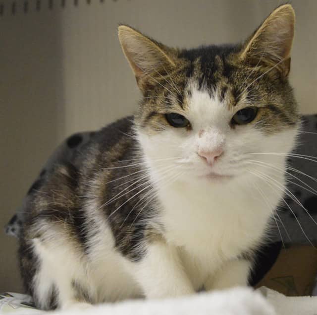 SAM - Domestic Shorthair cat available for adoption at Ottawa Humane Society in Ottawa