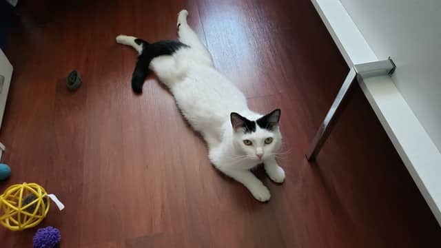 KALLIE - Domestic Shorthair cat available for adoption at Ottawa Humane Society in Ottawa