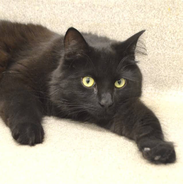 SHADOW - Domestic Mediumhair cat available for adoption at Ottawa Humane Society in Ottawa