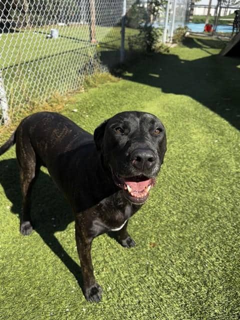 LOLA - Mastiff and Great Dane available for adoption at City of Toronto Animal Services in Toronto