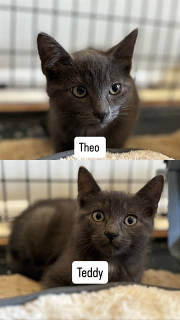 TEDDY - Domestic Shorthair available for adoption