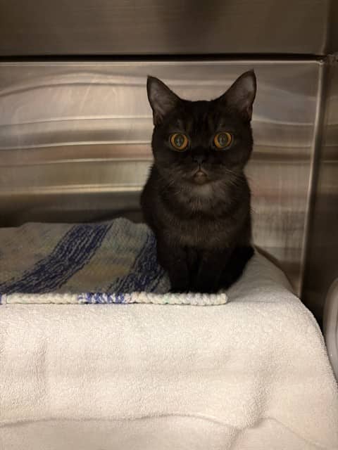 MISS. B - British Shorthair cat available for adoption at City of Toronto Animal Services in Toronto