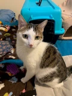 CLINT - Domestic Shorthair cat available for adoption at Ottawa Humane Society in Ottawa