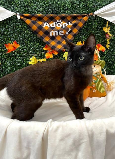 ESPRESSO - Domestic Shorthair available for adoption
