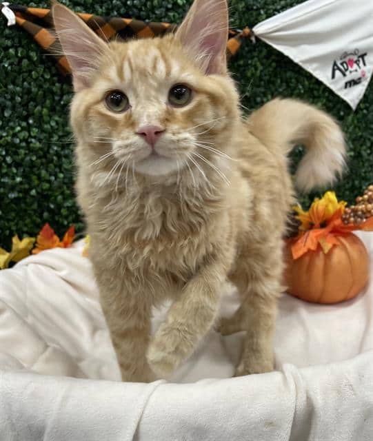 LYRIC - Domestic Mediumhair available for adoption