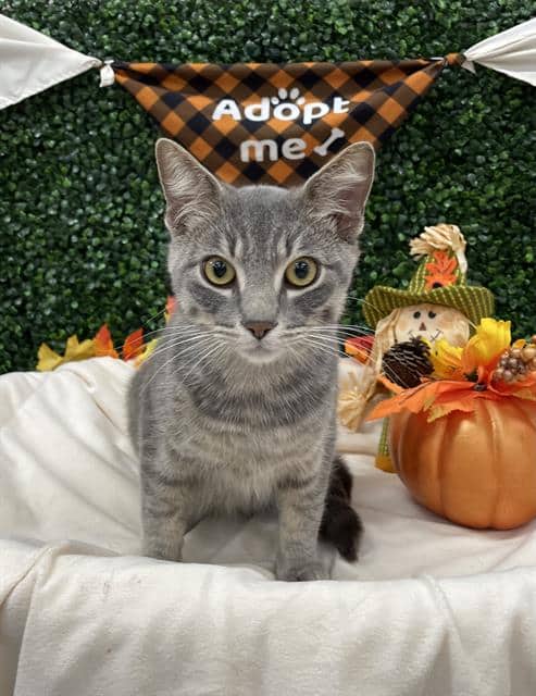 LOKI - Domestic Shorthair available for adoption